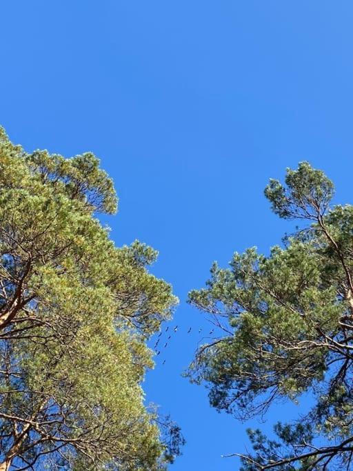 Gaestesuite Am Waldrand, Ausstieg Auf Zeit Heideblick Esterno foto